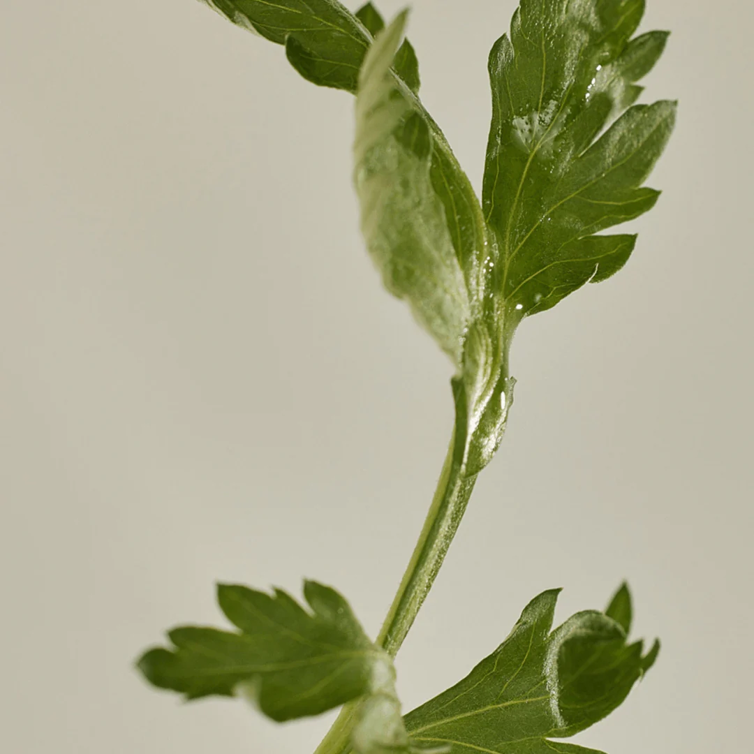 Matte Sun Stick : Mugwort+Camelia (SPF 50+ PA++++) - Image 6